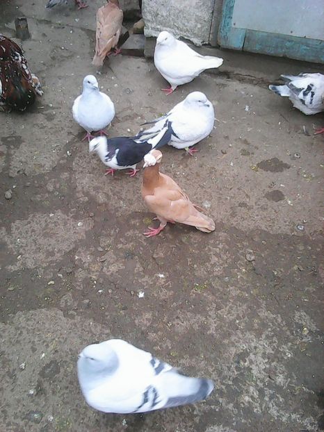 Photo1691 - Copy - Instantanee