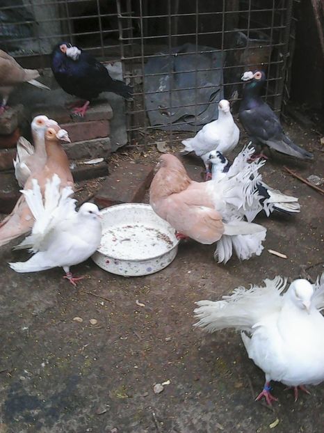 Photo1693 - Instantanee