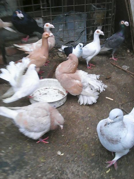 Photo1694 - Instantanee