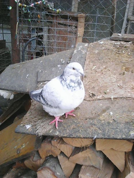 Photo1695 - Copy - Instantanee