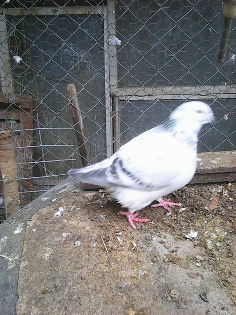 Photo1697 - Instantanee