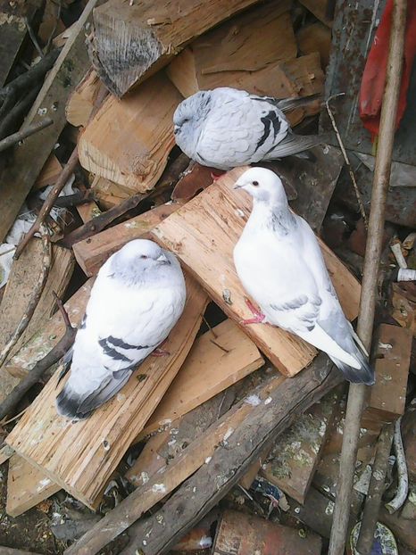 Photo1698 - Instantanee