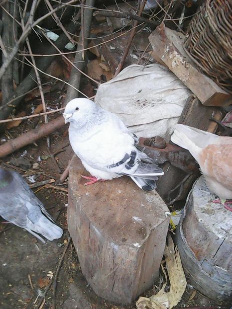 Photo1700 - Albastru azur