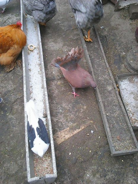 Photo1701 - Copy - Instantanee