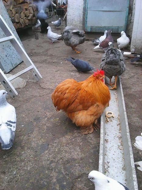 Photo1702 - Copy - Instantanee