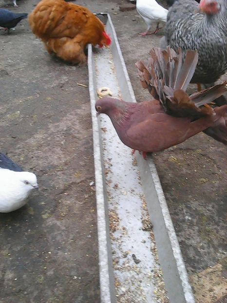 Photo1703 - Copy - Instantanee