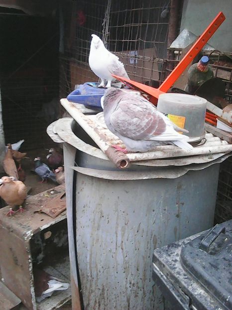 Photo1704 - Instantanee