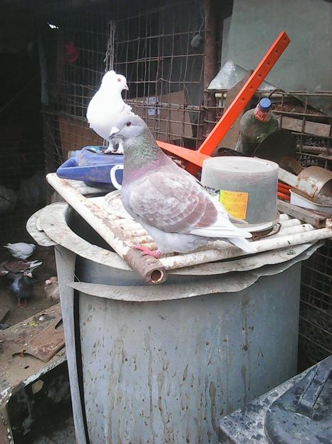 Photo1705 - Standard diverse culori