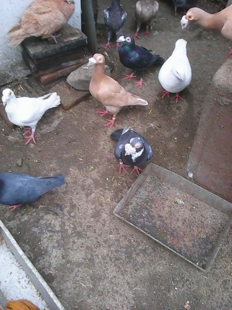 Photo1709 - Copy - Instantanee