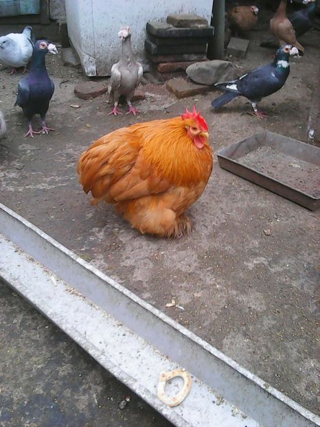 Photo1712 - Copy - Carieri