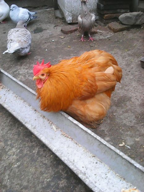 Photo1714 - Instantanee