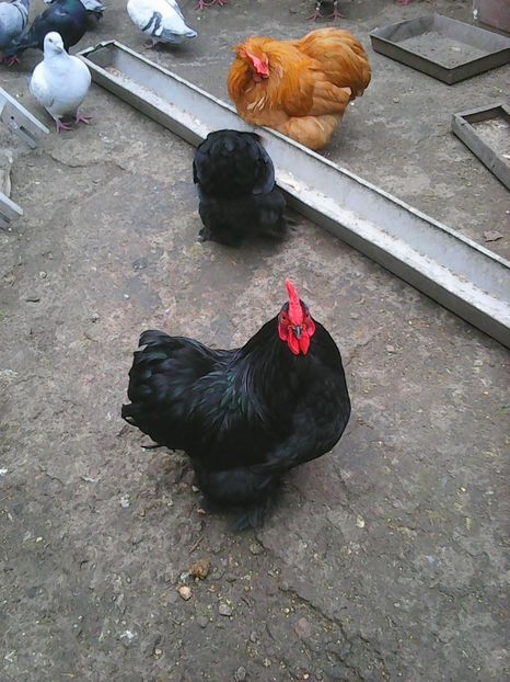 Photo1718 - Copy - Instantanee