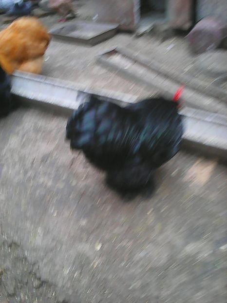 Photo1719 - Copy - Instantanee