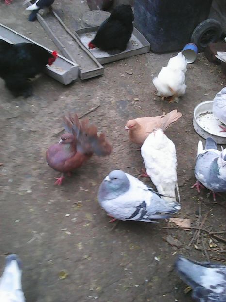 Photo1722 - Instantanee