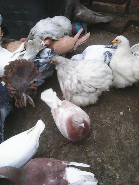 Photo1724 - Instantanee