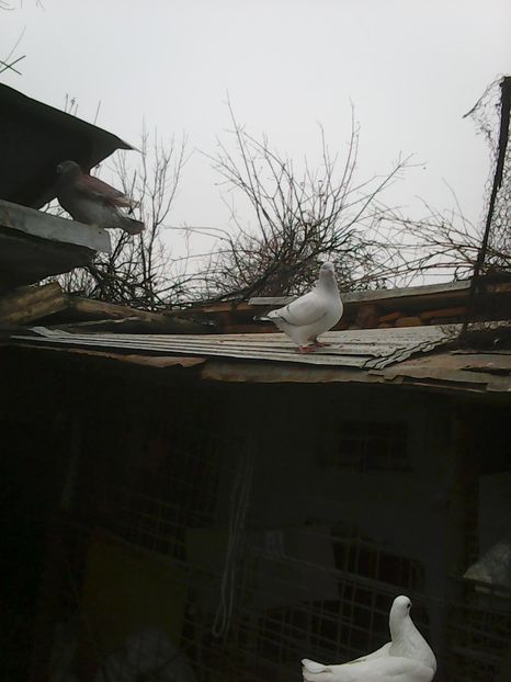 Photo1726 - Copy - Albastru azur