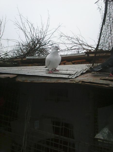 Photo1727 - Copy - Albastru azur