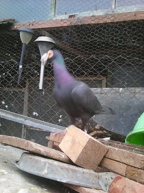 Photo1728 - Copy - Instantanee