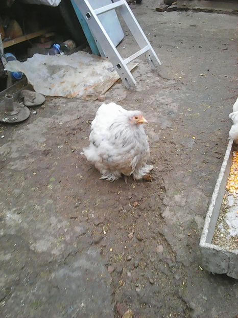 Photo1733 - Instantanee