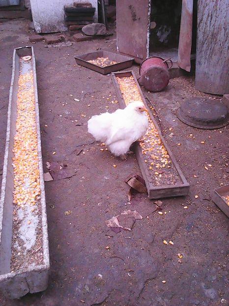 Photo1734 - Instantanee