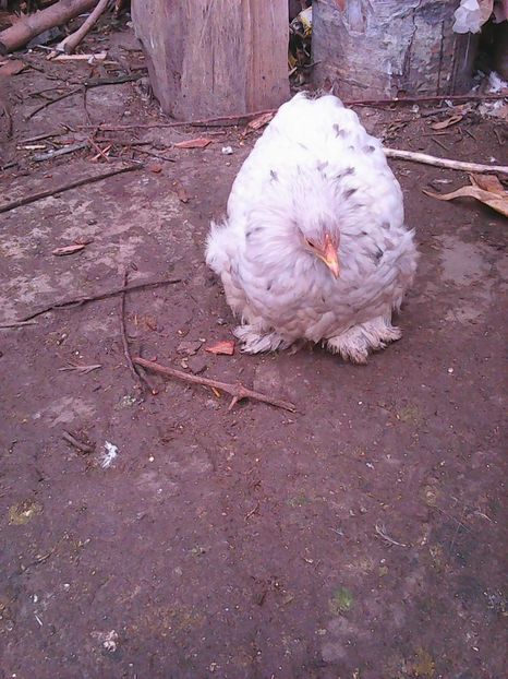 Photo1735 - Copy - Instantanee