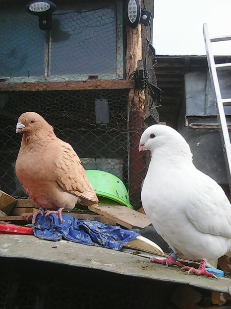 Photo1738 - Instantanee