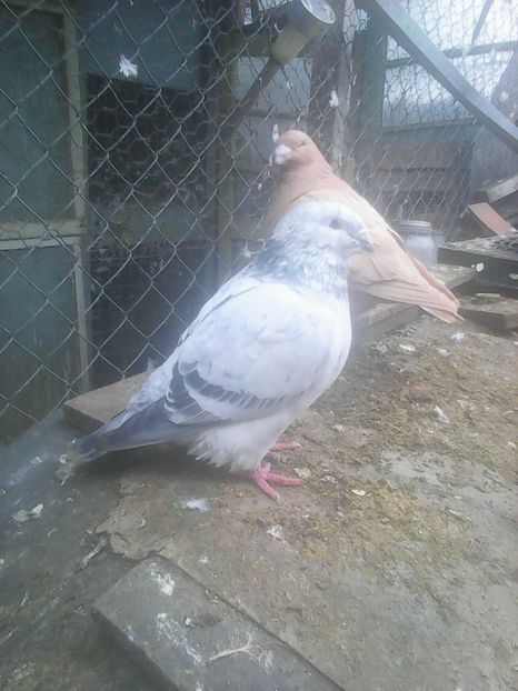 Photo1739 - Copy - Voiajori standard cuci