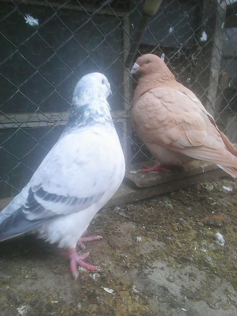 Photo1740 - Instantanee