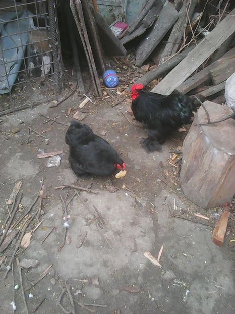 Photo1741 - Copy - Instantanee