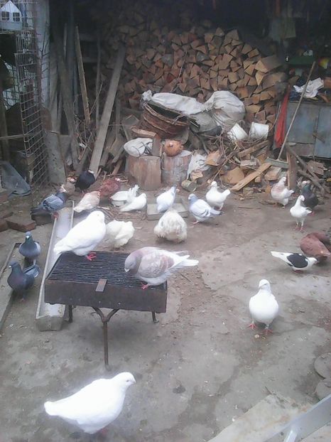 Photo1744 - Copy - Instantanee