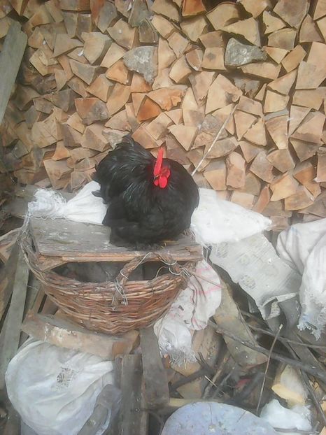 Photo1745 - Copy - Instantanee