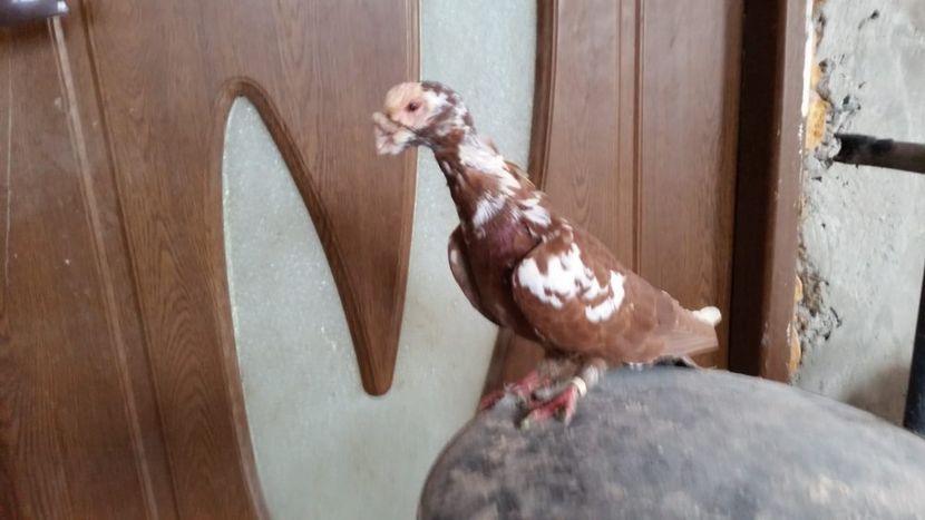 IMG-20190101-WA0002 - PORUMBEI PASIUNE PERFECTIUNE PERSPECTIVE