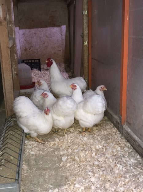 A9A541B3-6B56-4FCC-BFA3-BAE173DC85A3 - 2019- Wyandotte alb pitic