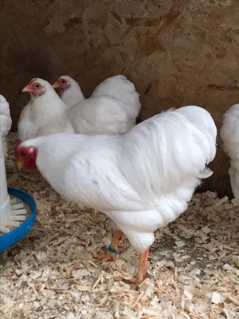 33DB12A7-F969-4951-9B7A-8EE08975217E - 2019- Wyandotte alb pitic