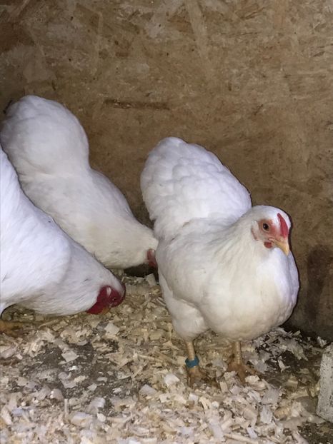 170DFF14-CFC8-4A03-957A-0AC4147FB672 - 2019- Wyandotte alb pitic