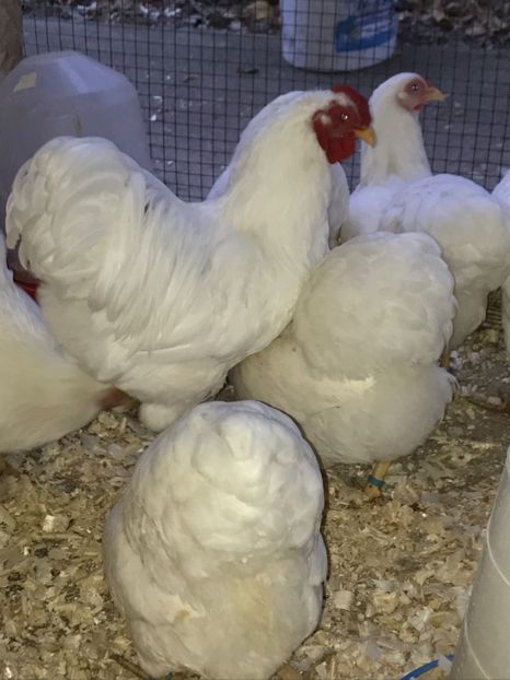 70296DF2-7942-4575-94E8-E2AA63801490 - 2019- Wyandotte alb pitic