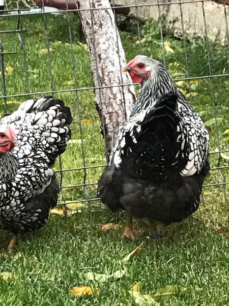 2AFC7B26-F034-427B-B096-E39F2BBE3EEC - 2019- Wyandotte Argintiu