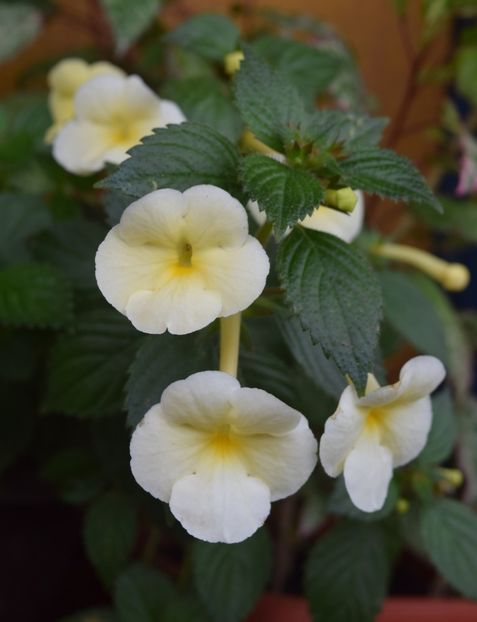 a2 - Himalayan Sunrise xA