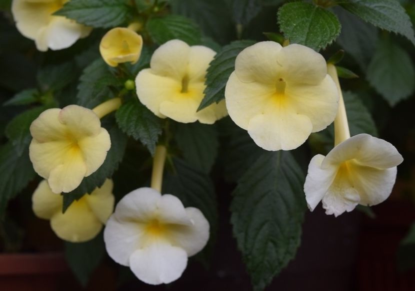 a3 - Himalayan Sunrise xA