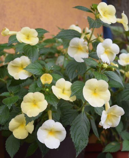 a4 - Himalayan Sunrise xA