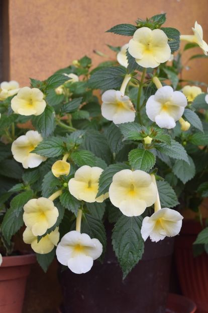  - Himalayan Sunrise xA