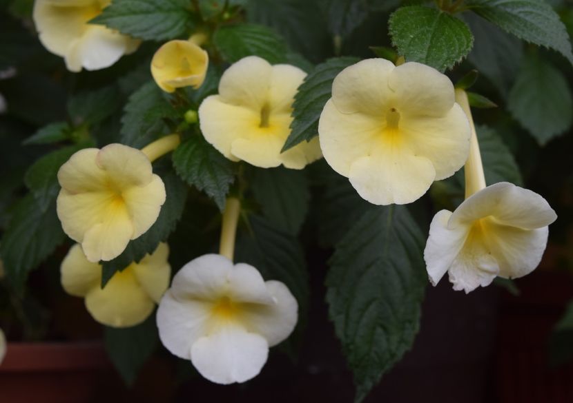  - Himalayan Sunrise xA