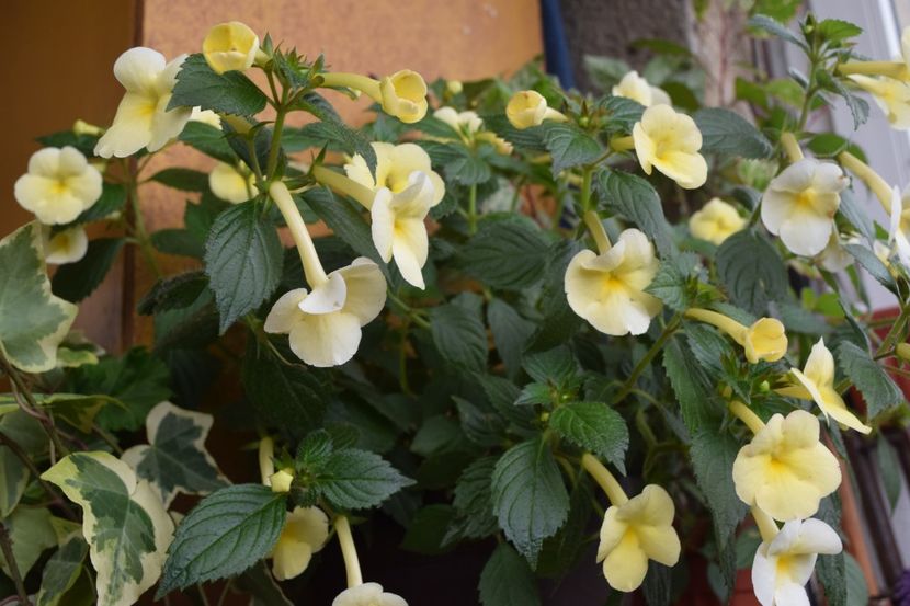  - Himalayan Sunrise xA