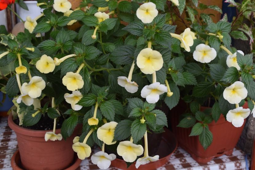  - Himalayan Sunrise xA