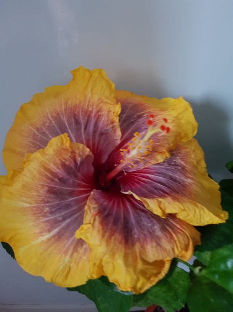  - HIBISCUS 2019