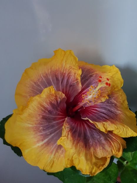  - HIBISCUS 2019