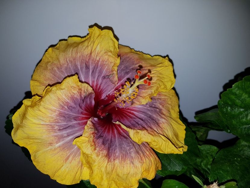  - HIBISCUS 2019