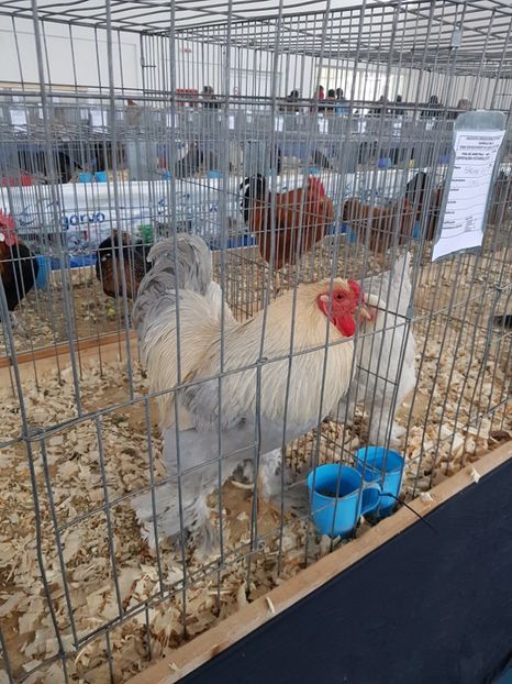  - u EXPO As PAJURA-Expo Hotarele Dec 2018