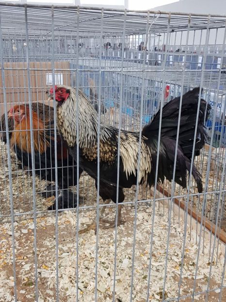  - u EXPO As PAJURA-Expo Hotarele Dec 2018