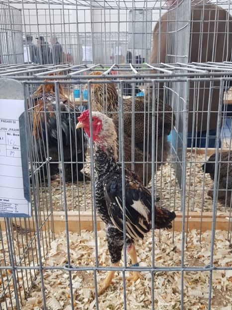  - u EXPO As PAJURA-Expo Hotarele Dec 2018